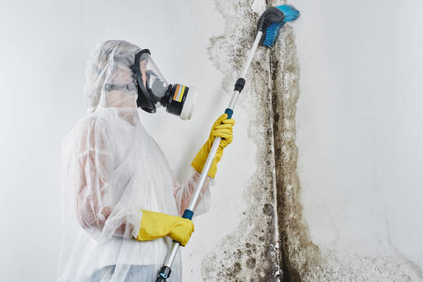 Best Post-Flood Mold Remediation in Buffalo, MO
