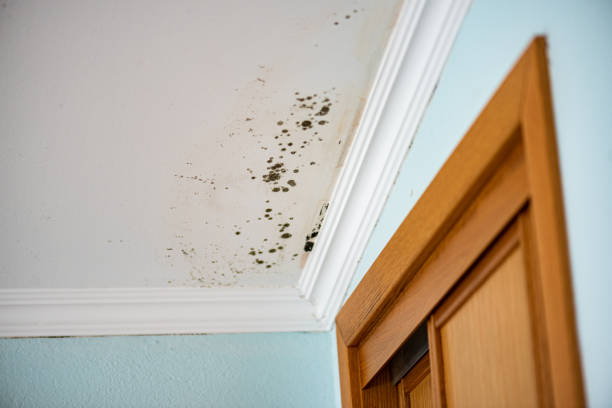 Best Basement Mold Remediation in Buffalo, MO