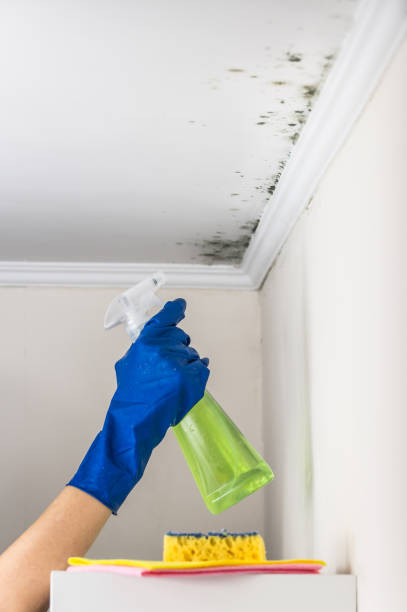 Best Bathroom Mold Remediation in Buffalo, MO